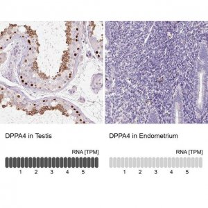 Anti-DPPA4 antibody produced in rabbit 