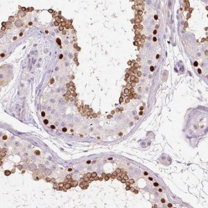 Anti-DPPA4 antibody produced in rabbit 