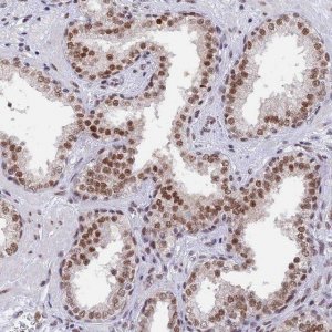 Anti-DPY30 antibody produced in rabbit 