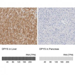 Anti-DPYS antibody produced in rabbit 