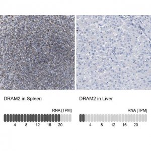 Anti-DRAM2 antibody produced in rabbit 