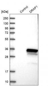 Anti-DRAP1 antibody produced in rabbit HPA006790-100UL