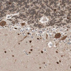 Anti-DRAP1 antibody produced in rabbit HPA006790-100UL