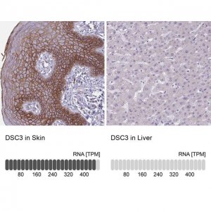 Anti-DSC3 antibody produced in rabbit 