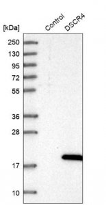 Anti-DSCR4 antibody produced in rabbit 