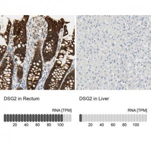 Anti-DSG2 antibody produced in rabbit 