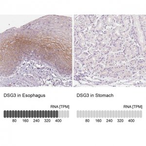 Anti-DSG3 antibody produced in rabbit 