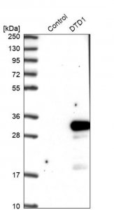 Anti-DTD1 antibody produced in rabbit HPA040981-100UL