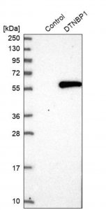 Anti-DTNBP1 antibody produced in rabbit HPA029615-100UL