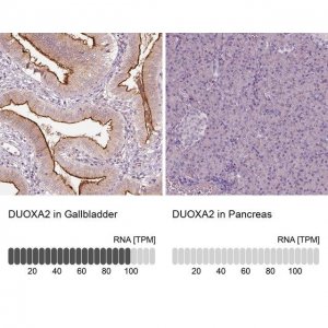 Anti-DUOXA2 antibody produced in rabbit 
