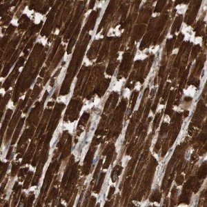 Anti-DUS1L antibody produced in rabbit 