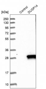 Anti-DUSP14 antibody produced in rabbit HPA019911-100UL