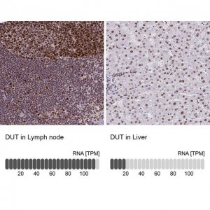 Anti-DUT antibody produced in rabbit 