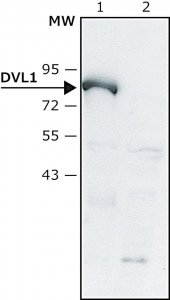 Anti-DVL1 (C-terminal) antibody produced in rabbit 