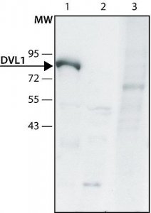 Anti-DVL1 (C-terminal) antibody produced in rabbit 