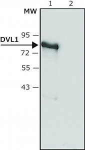Anti-DVL1 antibody produced in rabbit 