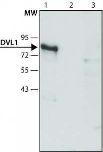 Anti-DVL1 antibody produced in rabbit 