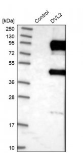Anti-DVL2 antibody produced in rabbit 