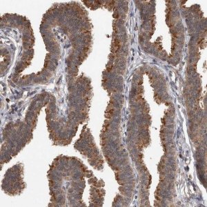 Anti-DVL2 antibody produced in rabbit 
