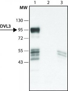 Anti-DVL3 (C-terminal region) antibody produced in rabbit 