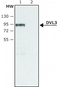 Anti-DVL3 (C-terminal region) antibody produced in rabbit 