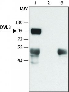 Anti-DVL3 (N-terminal) antibody produced in rabbit 