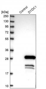 Anti-DYDC1 antibody produced in rabbit 
