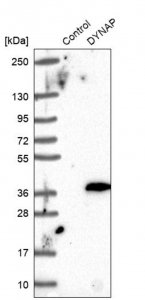 Anti-DYNAP antibody produced in rabbit 