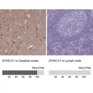 Anti-DYNC1I1 antibody produced in rabbit 