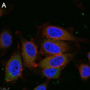 Anti-Dynein Antibody, clone 74.1 ZooMAb Mouse Monoclonal 