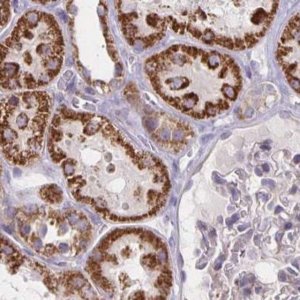 Anti-DYRK4 antibody produced in rabbit 