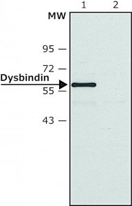 Anti-Dysbindin antibody produced in rabbit SAB4200409-200UL