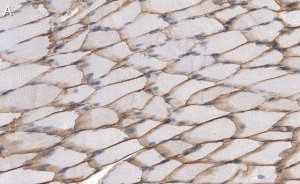 Anti-Dystrophin Antibody, clone 1G7, ZooMAb Rabbit Monoclonal 