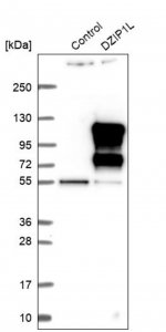 Anti-DZIP1L antibody produced in rabbit 