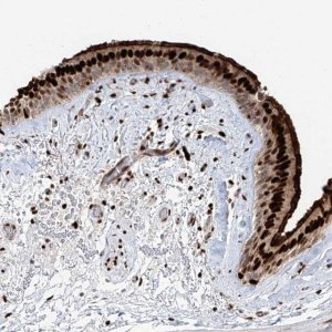 Anti-DZIP1L antibody produced in rabbit 