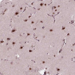 Anti-EAF1 antibody produced in rabbit 
