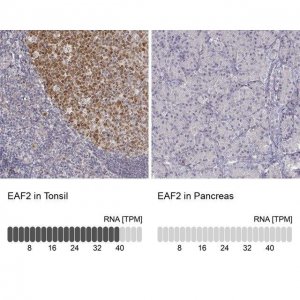 Anti-EAF2 antibody produced in rabbit 