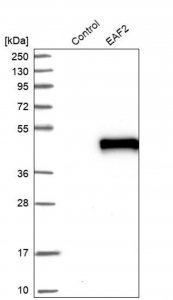 Anti-EAF2 antibody produced in rabbit 