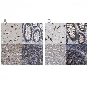 Anti-EBAG9 antibody produced in rabbit 
