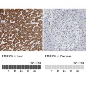 Anti-ECHDC2 antibody produced in rabbit 