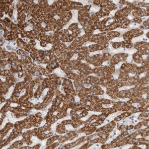 Anti-ECHDC2 antibody produced in rabbit 