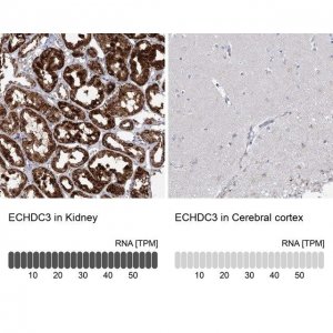 Anti-ECHDC3 antibody produced in rabbit 