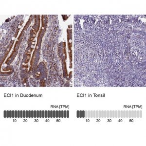 Anti-ECI1 antibody produced in rabbit 