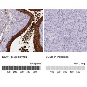Anti-ECM1 antibody produced in rabbit 