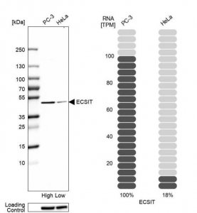 Anti-ECSIT antibody produced in rabbit 