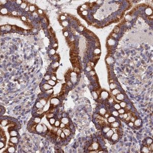 Anti-ECSIT antibody produced in rabbit 
