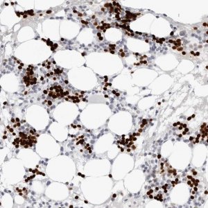 Anti-EDN2 antibody produced in rabbit 