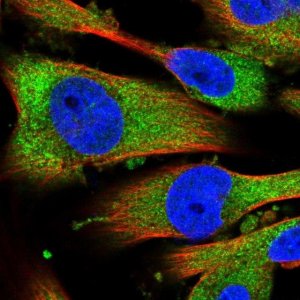 Anti-EDN2 antibody produced in rabbit 