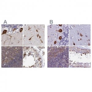 Anti-EEF1G antibody produced in rabbit 