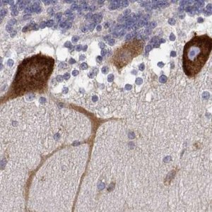Anti-EEF1G antibody produced in rabbit 